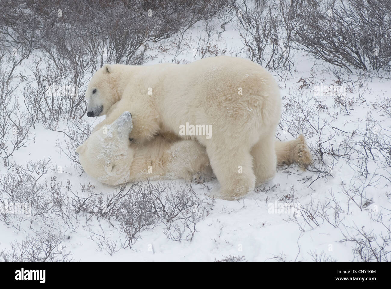 Polar bears wrestling in the snow, Churchill, Canada Stock Photo