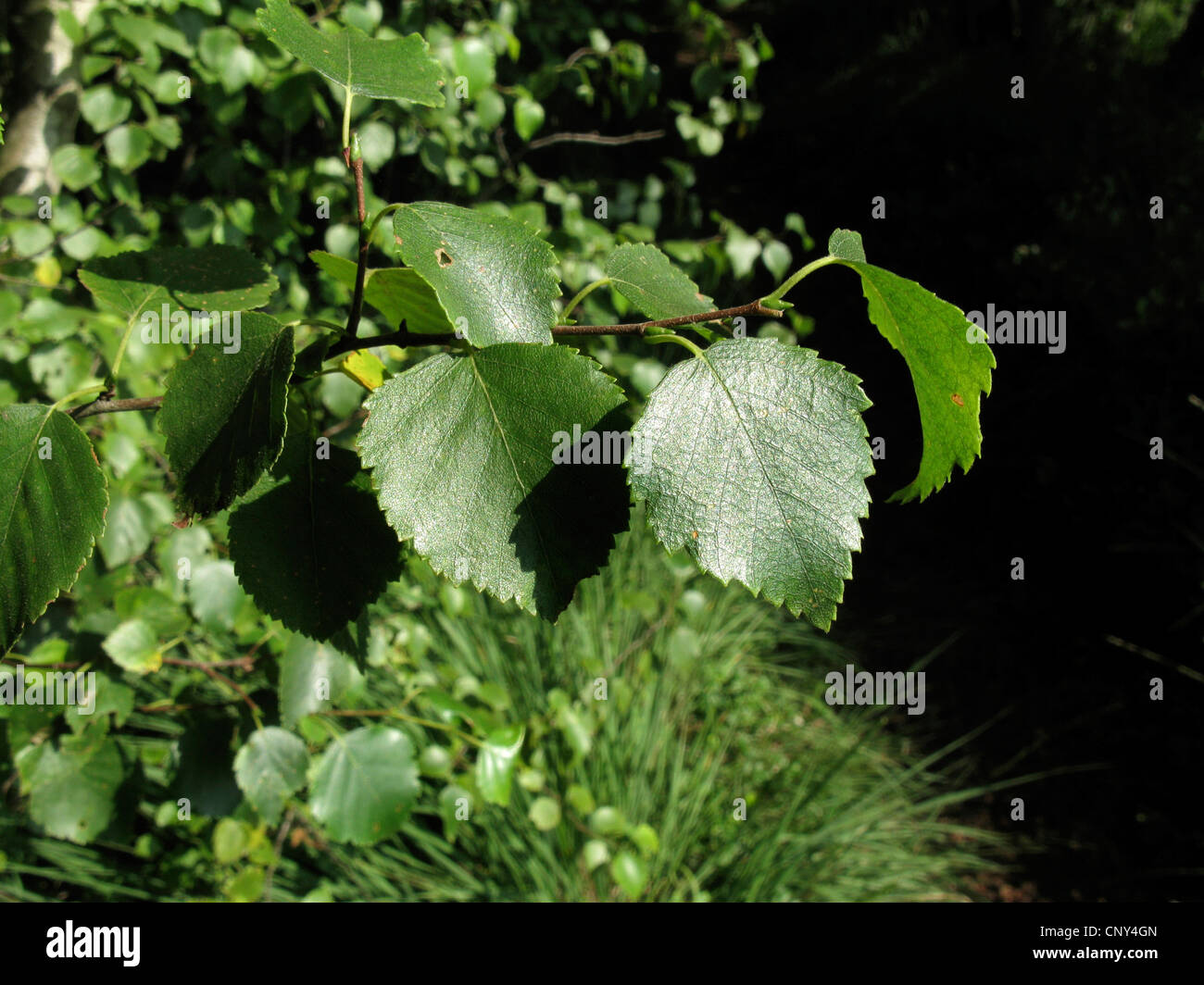 downy birch (Betula pubescens), branch, Germany, Lower Saxony Stock Photo
