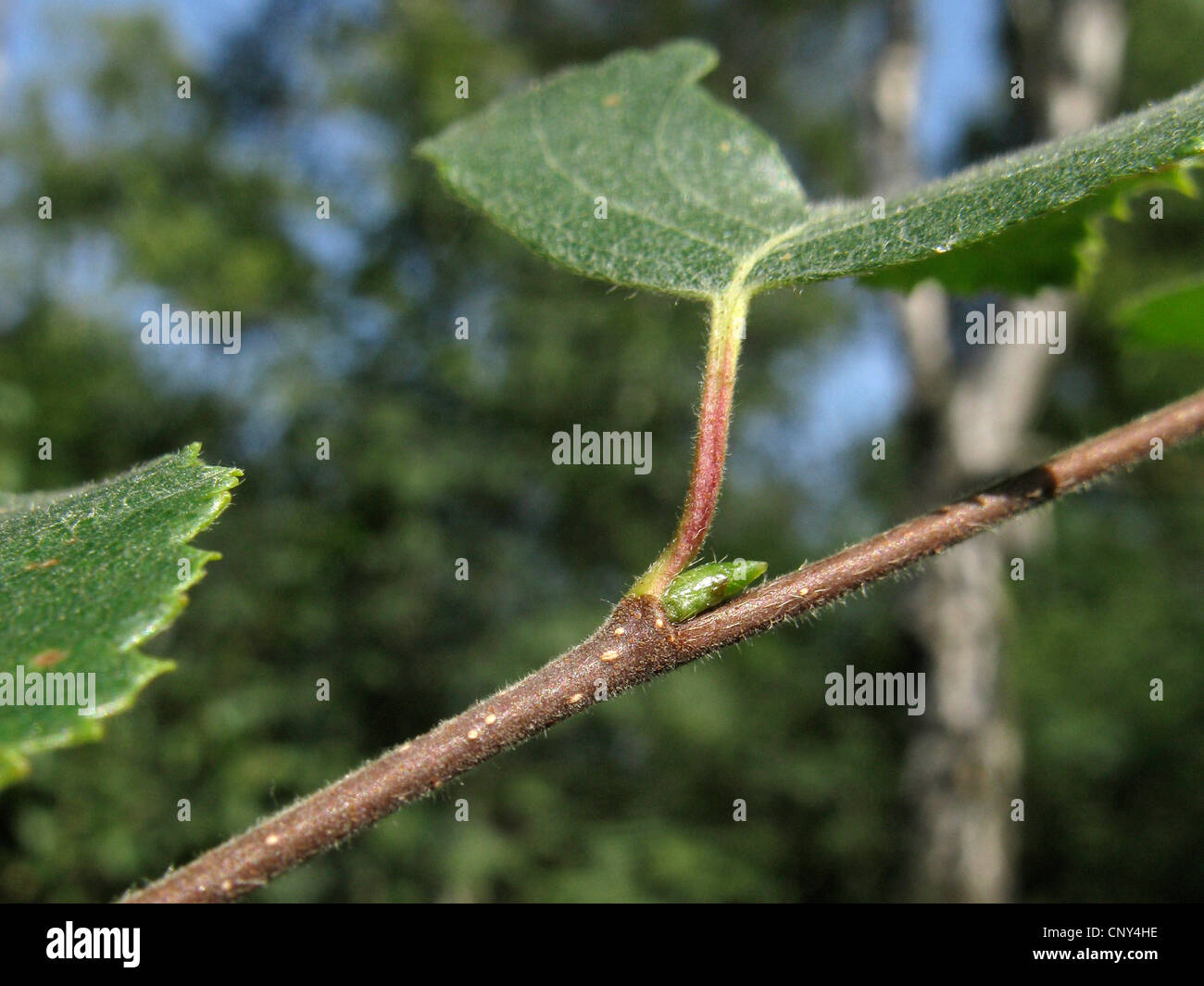 downy birch (Betula pubescens), branch with leaves and hairy bud, Germany, Lower Saxony Stock Photo