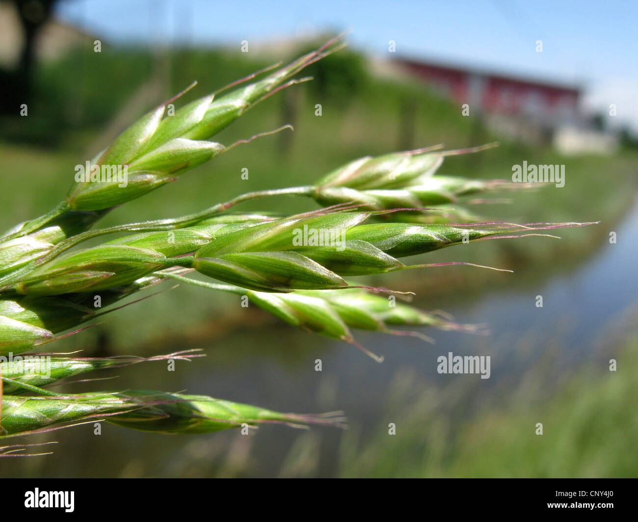 hairy chess, meadow brome (Bromus commutatus), spiklets, Germany, Thueringen Stock Photo