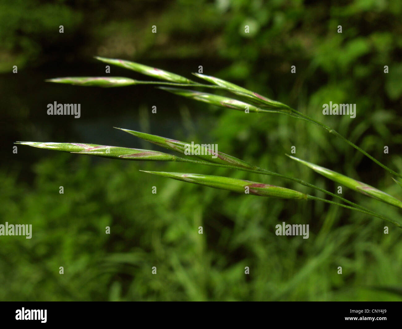 hungarian brome, smooth brome grass (Bromus inermis), blooming, Germany, Thueringen Stock Photo