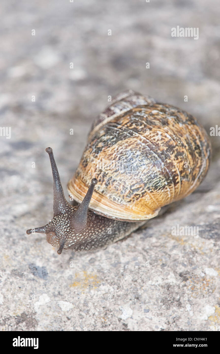 Helix Insect Garden Snail (Helix aspersa Stock Photo - Alamy