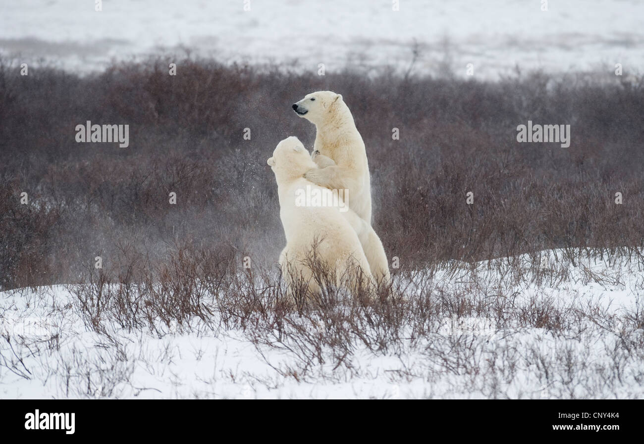 Polar Bears wrestling Stock Photo Alamy