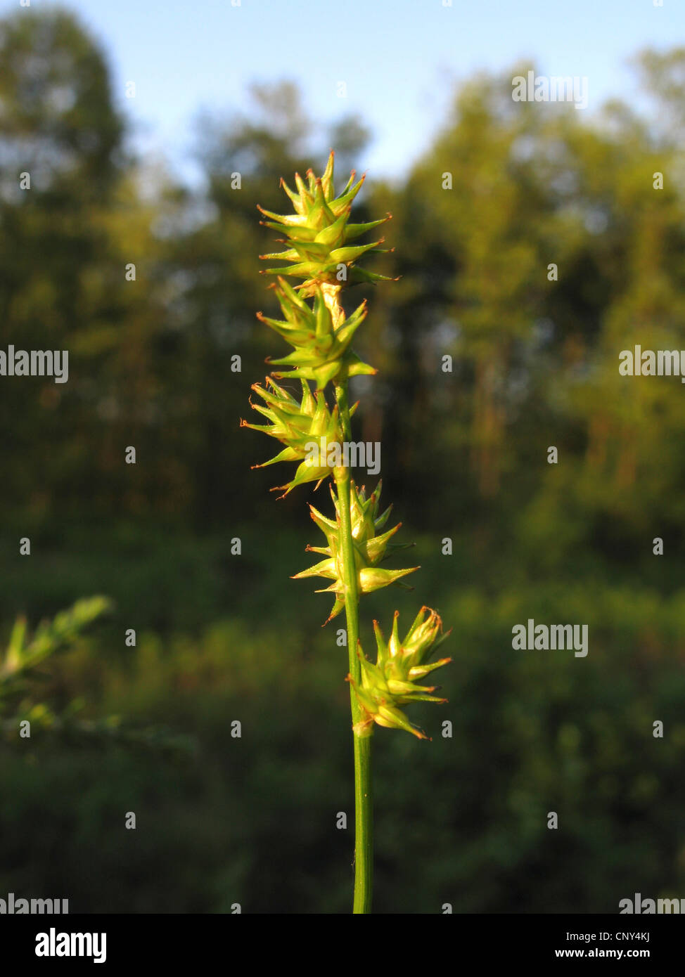 Star sedge, Little prickly sedge (Carex echinata), infructescence, Germany, North Rhine-Westphalia Stock Photo