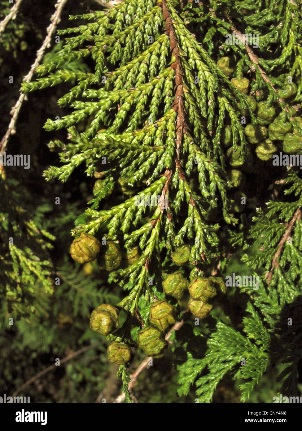 sawara falsecypress (Chamaecyparis pisifera), branch with unripe cones Stock Photo