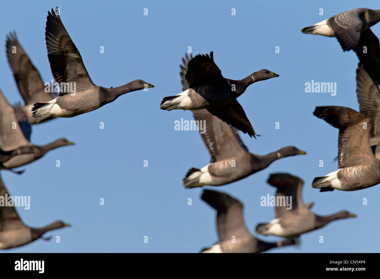 brent goose (Branta bernicla), fying flock, Germany, Schleswig-Holstein Stock Photo