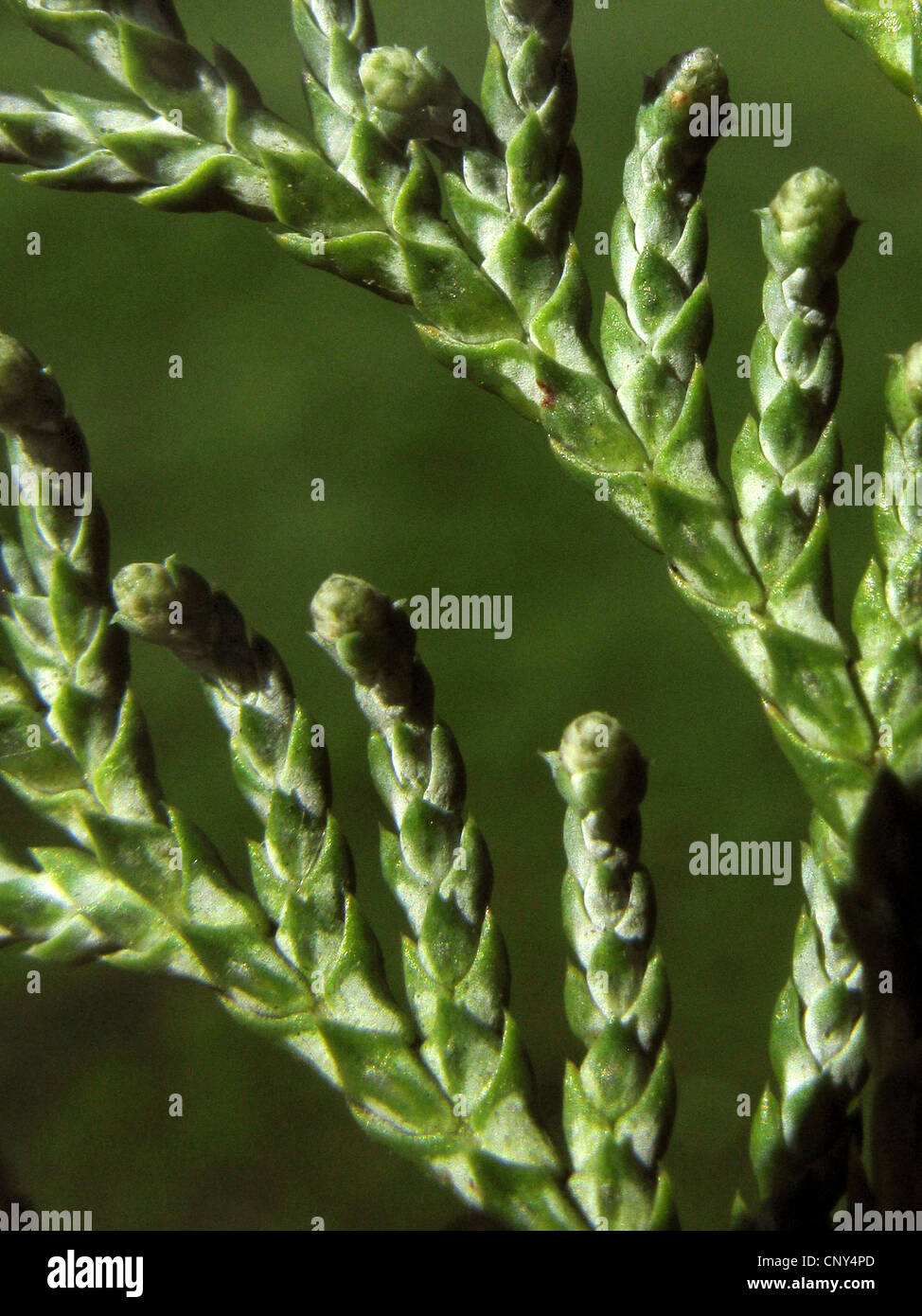 sawara falsecypress (Chamaecyparis pisifera), twig with young cones Stock Photo