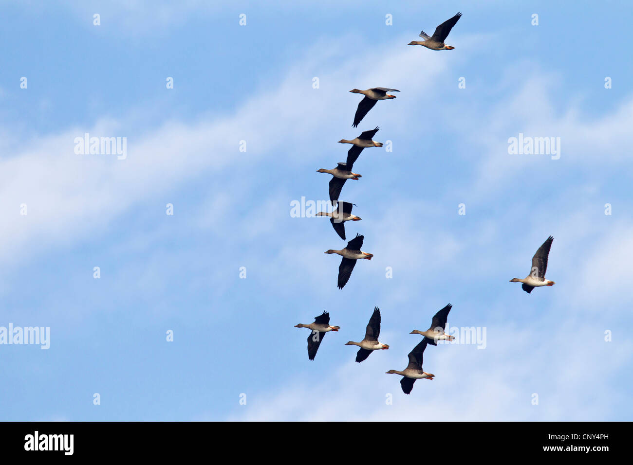 Bean Goose, Taiga Bean Goose (Anser fabalis), flying flock, Germany, Saxony, Oberlausitz Stock Photo