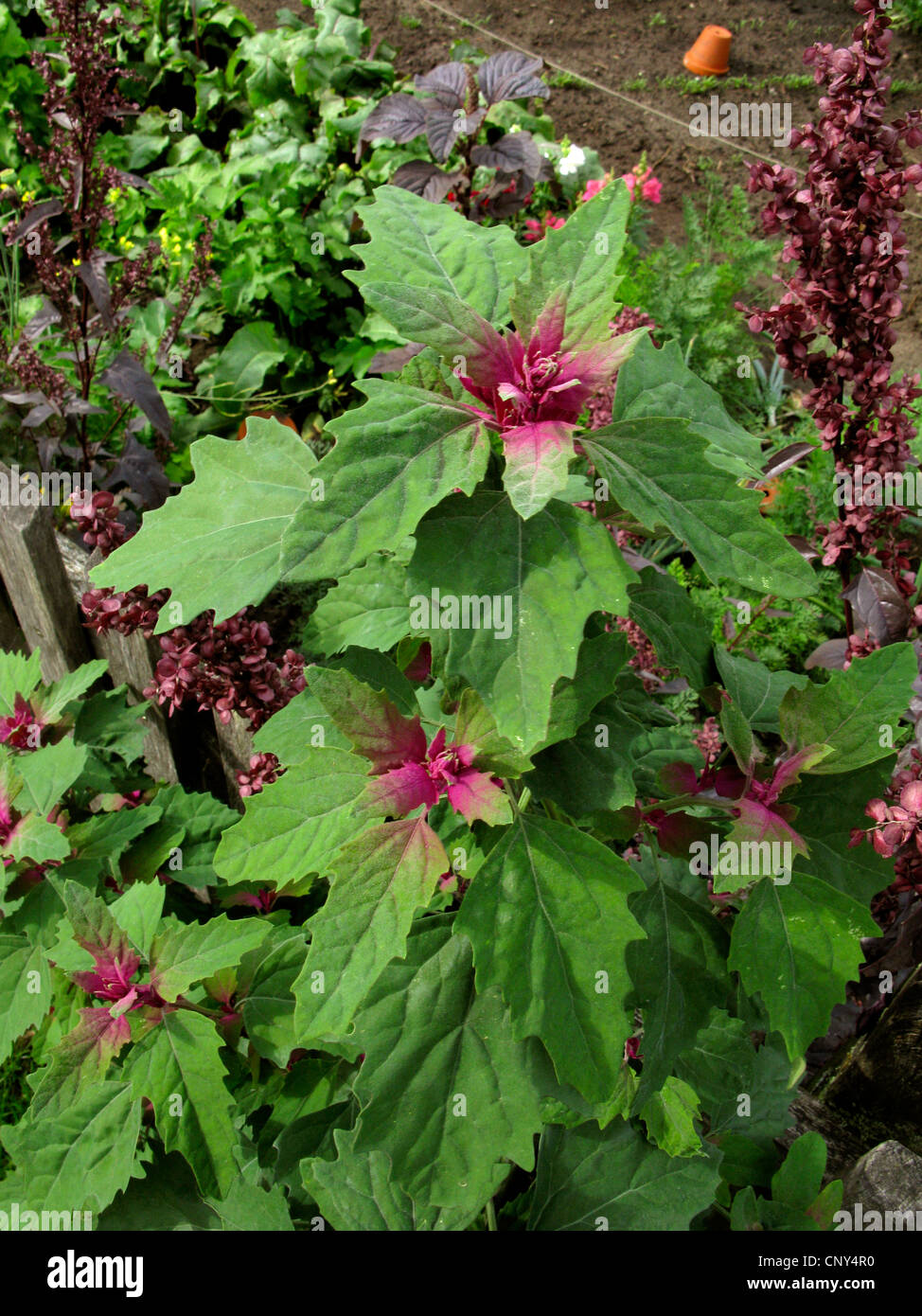 Magenta lamb's quarters, Tree Spinach (Chenopodium giganteum), at a garden fence, Germany Stock Photo