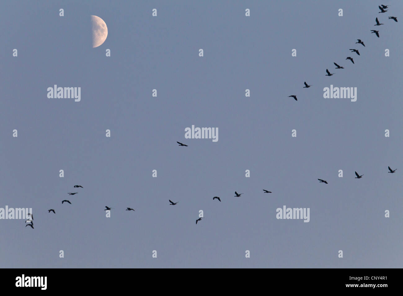 Bean Goose, Taiga Bean Goose (Anser fabalis), in front of half moon, Germany, Saxony, Oberlausitz Stock Photo