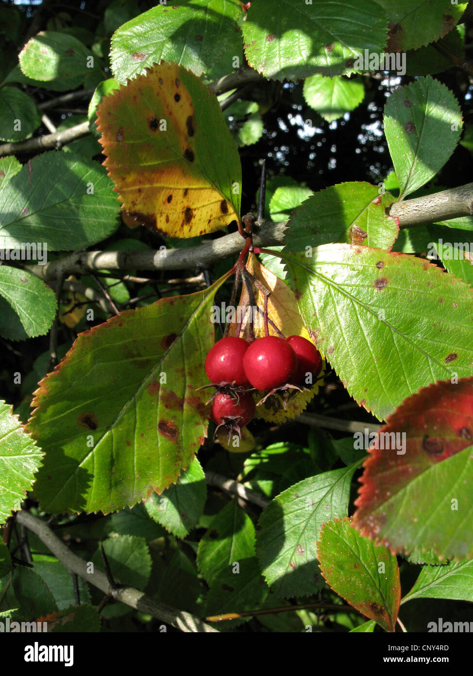 Plumleaf hawthorn (Crataegus persimilis, Crataegus persimilis Prunifolia, Crataegus 'persimilis Prunifolia', Crataegus prunifolia), fruiting Stock Photo