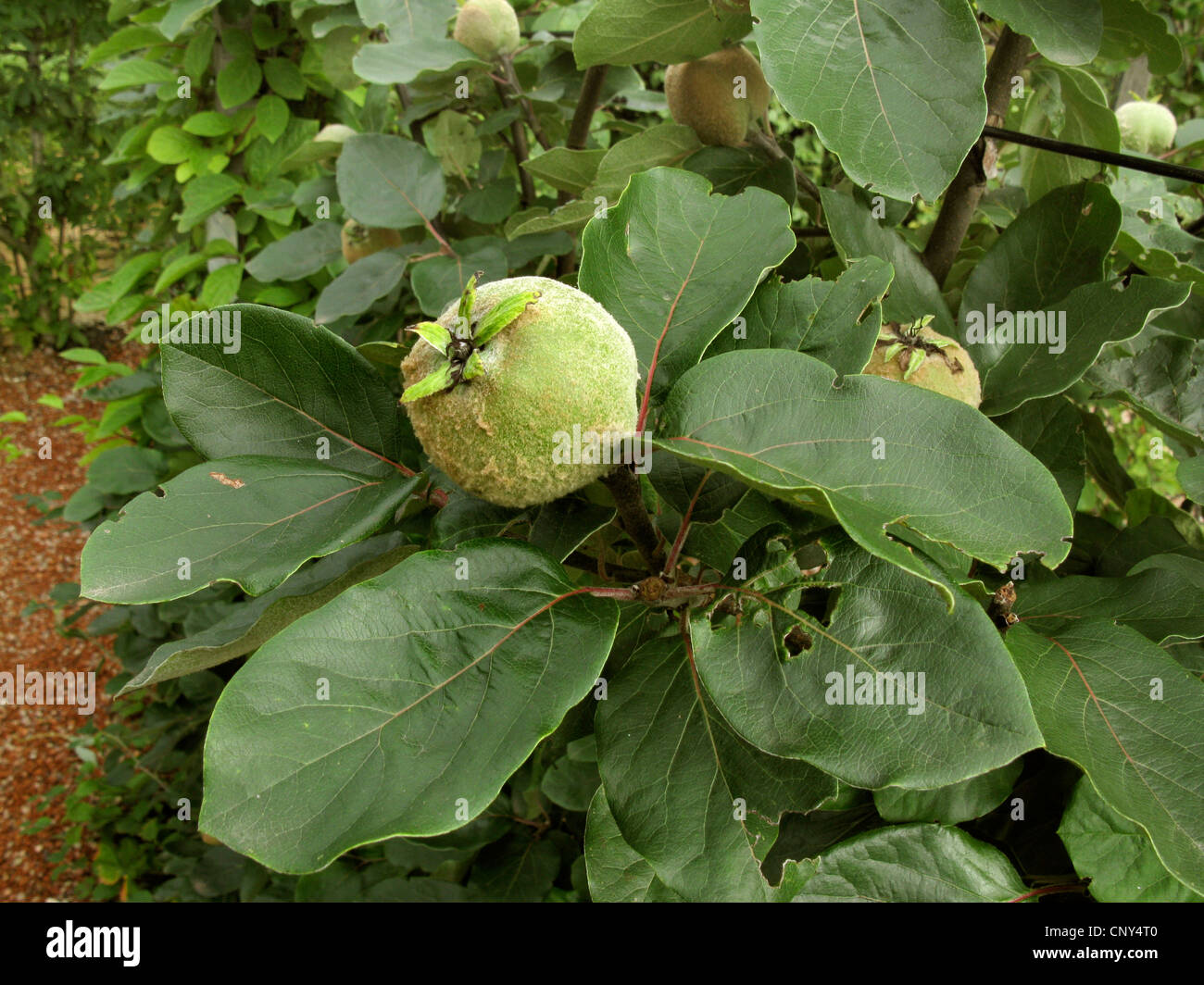 Common quince (Cydonia oblonga), cultivar Konstantinopeler Apfelquitte, fruits on a tree Stock Photo