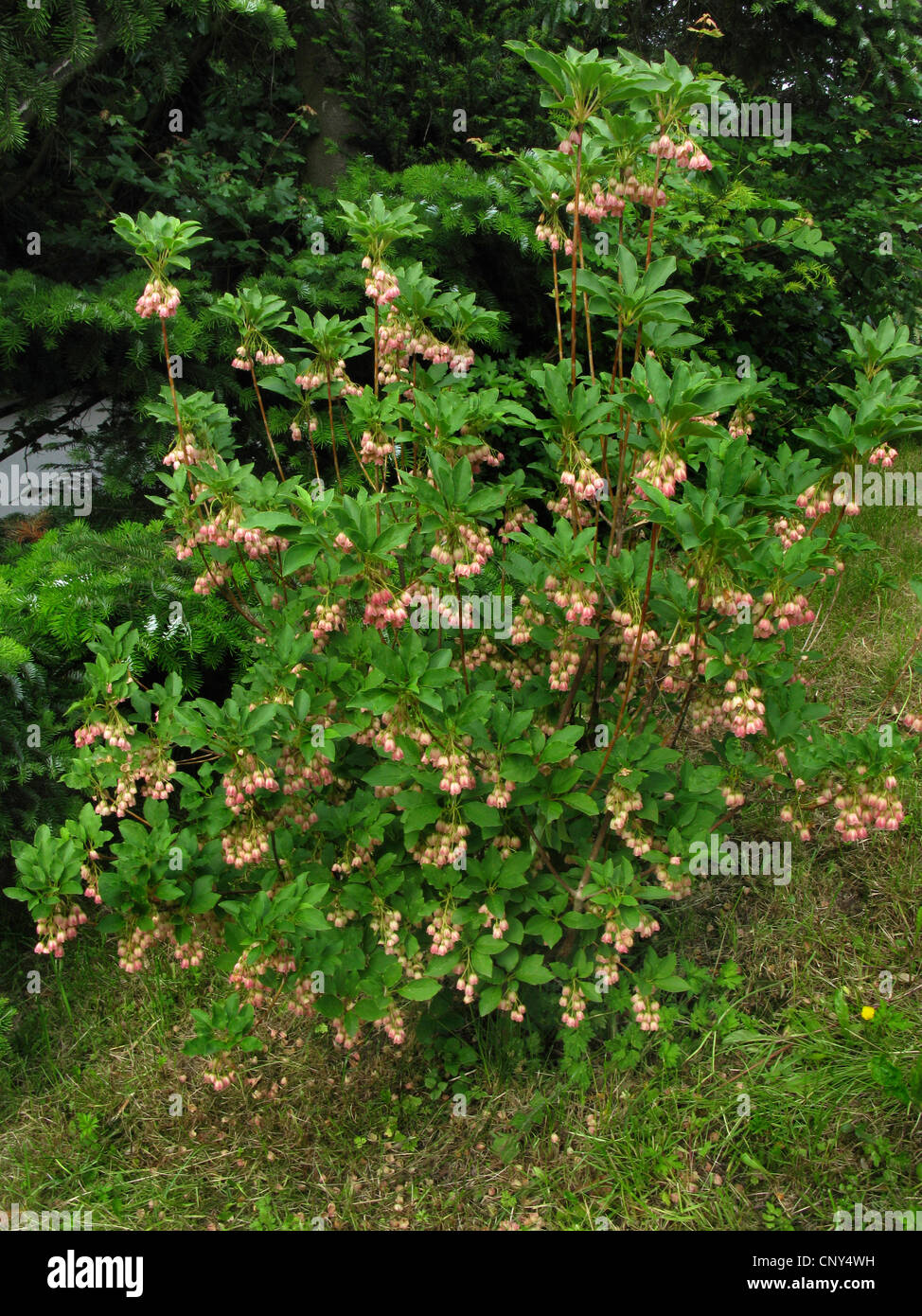 Redvein Enkianthus (Enkianthus campanulatus), blooming bush Stock Photo