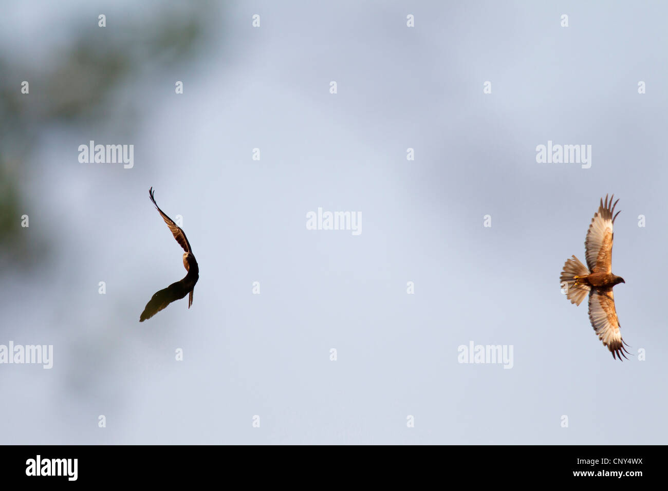 black kite, yellow-billed kite (Milvus migrans), attacking a western marsh harrier, Germany, Saxony, Oberlausitz Stock Photo