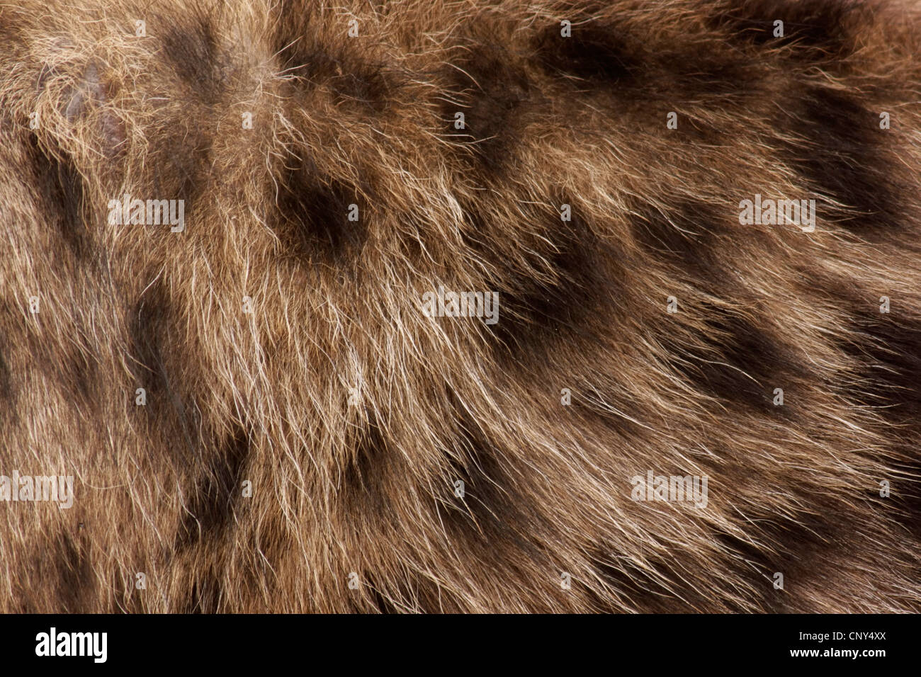 spotted hyena (Crocuta crocuta), part of the spotted fur in a closeup, South Africa, Northern