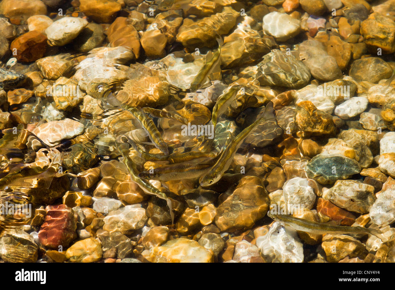 bleak (Alburnus alburnus), spawning in shallow water, Germany, Bavaria, Lake Chiemsee Stock Photo