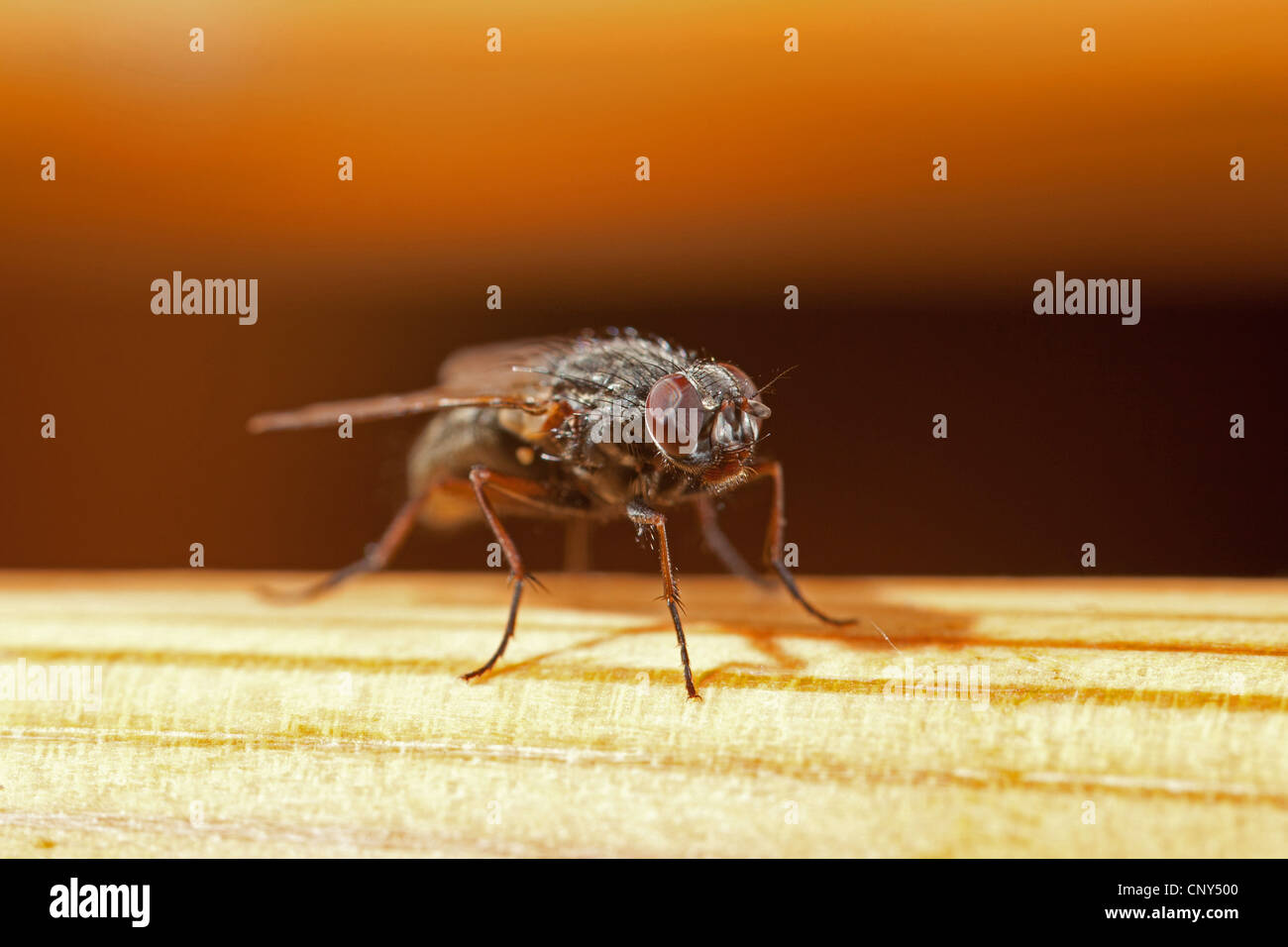 lesser house fly (Fannia canicularis), macro shot, Germany, Bavaria Stock Photo