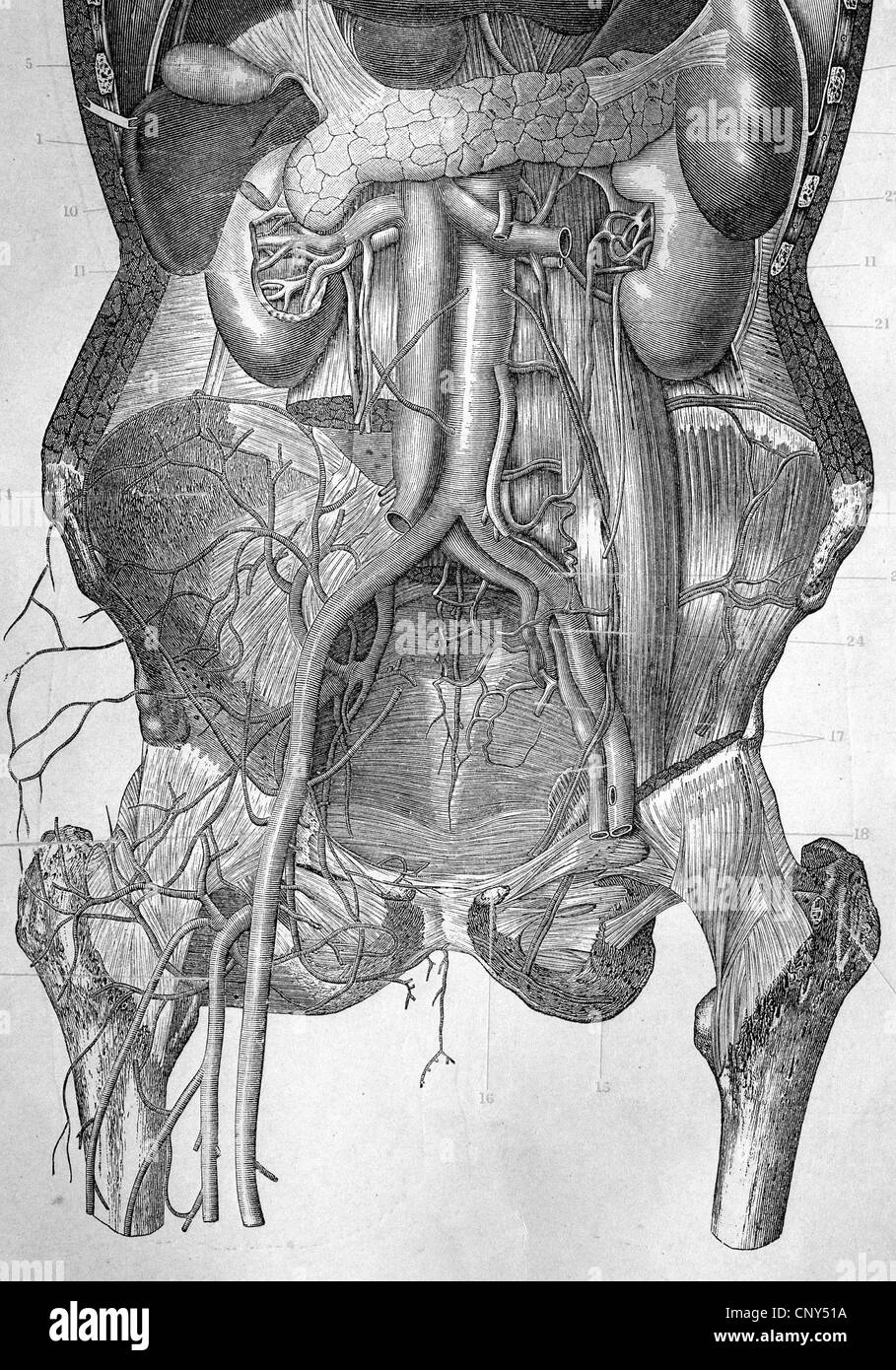 The abdomen of the human stomach and intestines after removal of the idea of 1880 Stock Photo