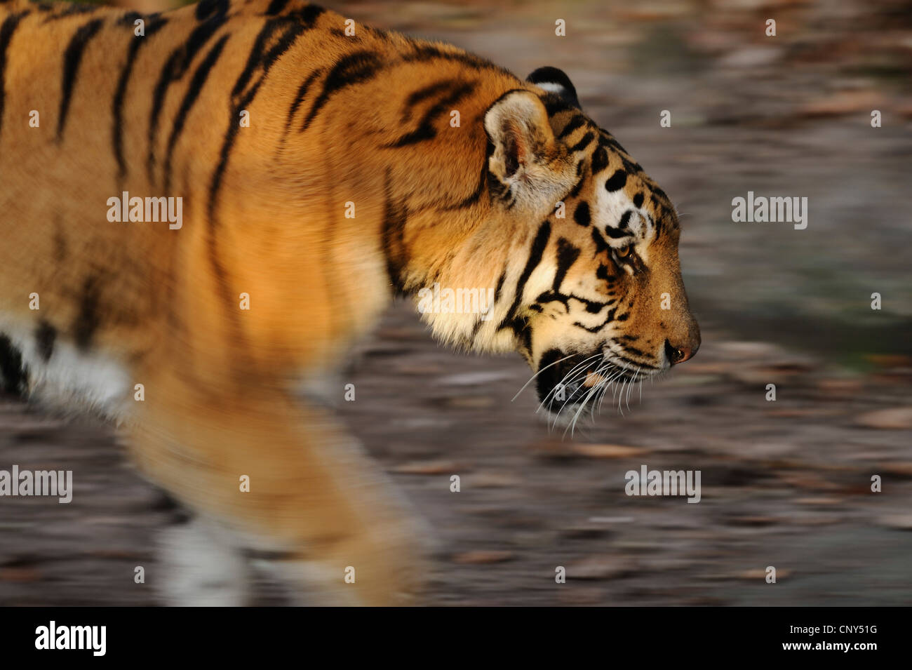 Fast tiger High Resolution Stock Photography and Images - Alamy