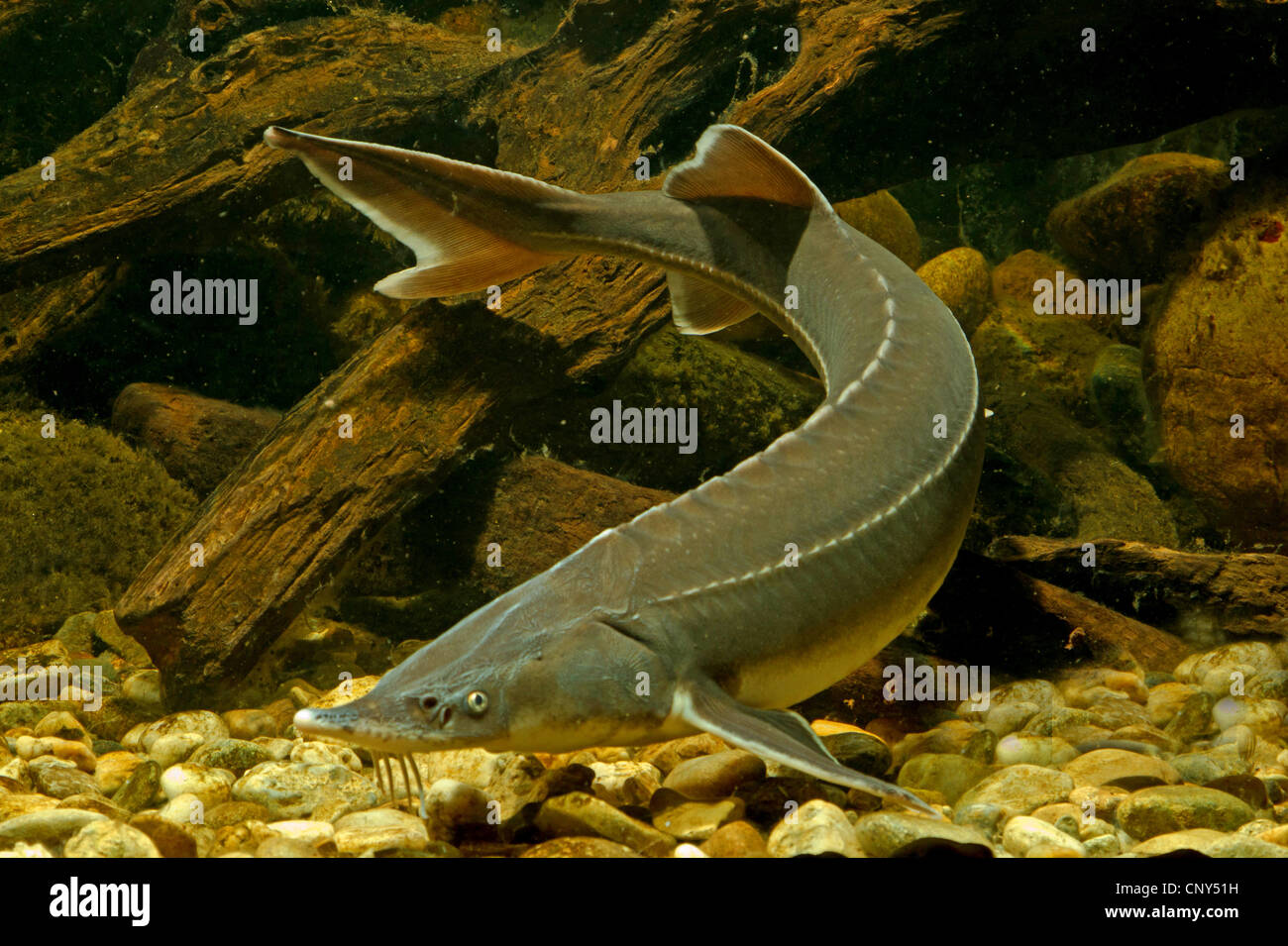 sterlet, Siberian sterlet (Acipenser ruthenus), front view Stock Photo