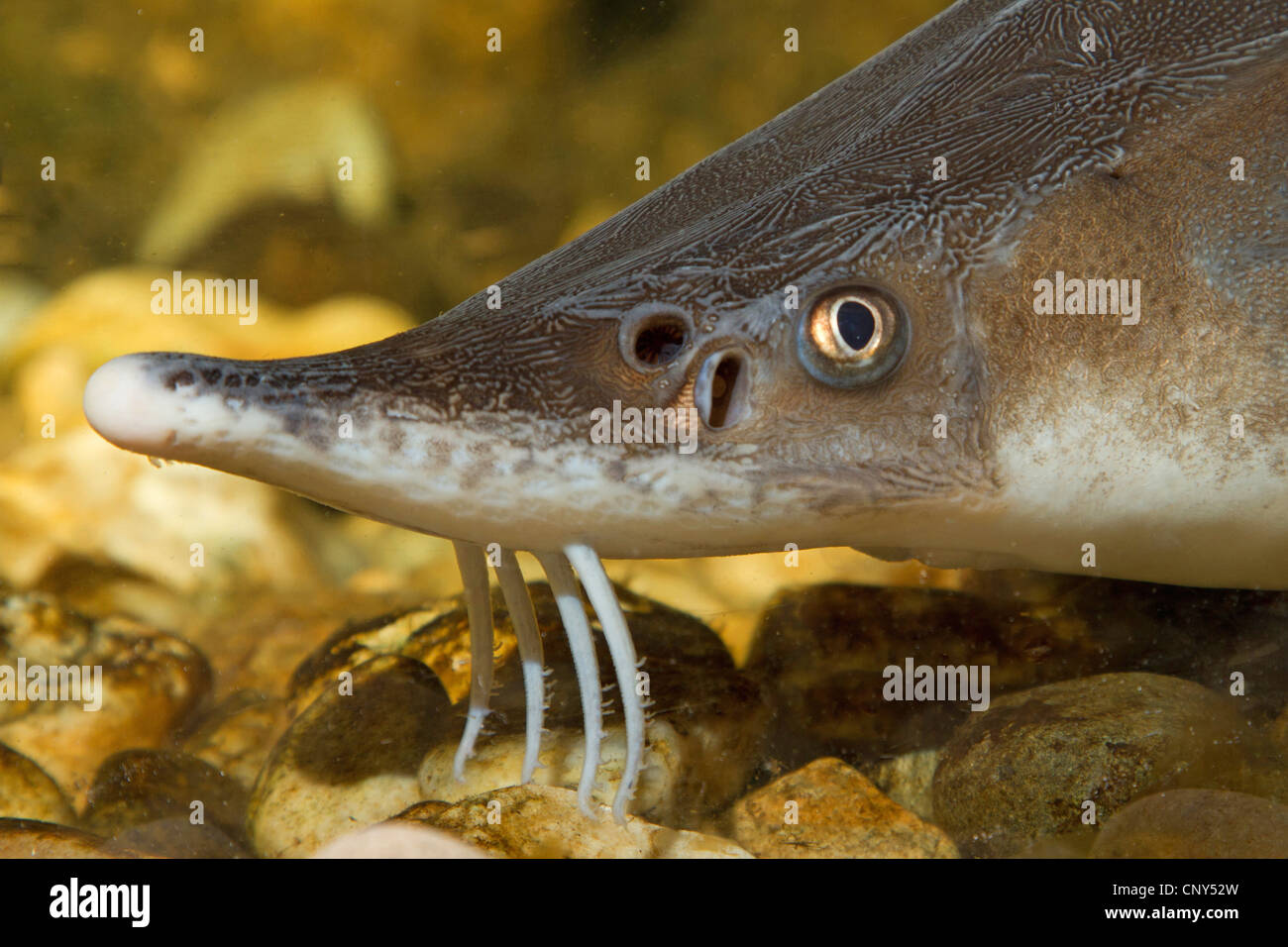 sterlet, Siberian sterlet (Acipenser ruthenus), portrait Stock Photo