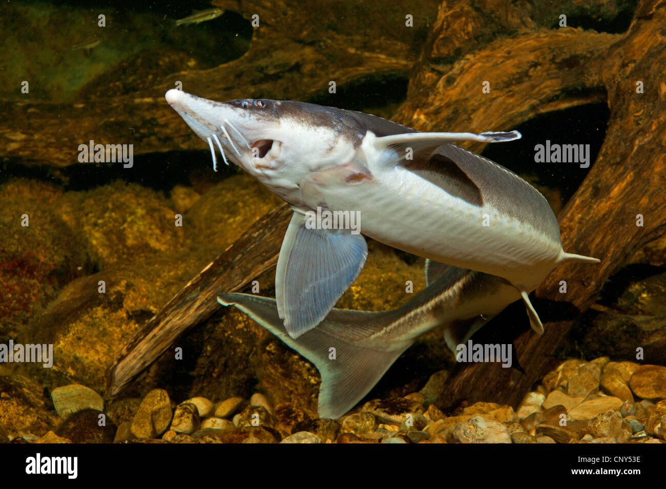 sterlet, Siberian sterlet (Acipenser ruthenus), front view, underside ...