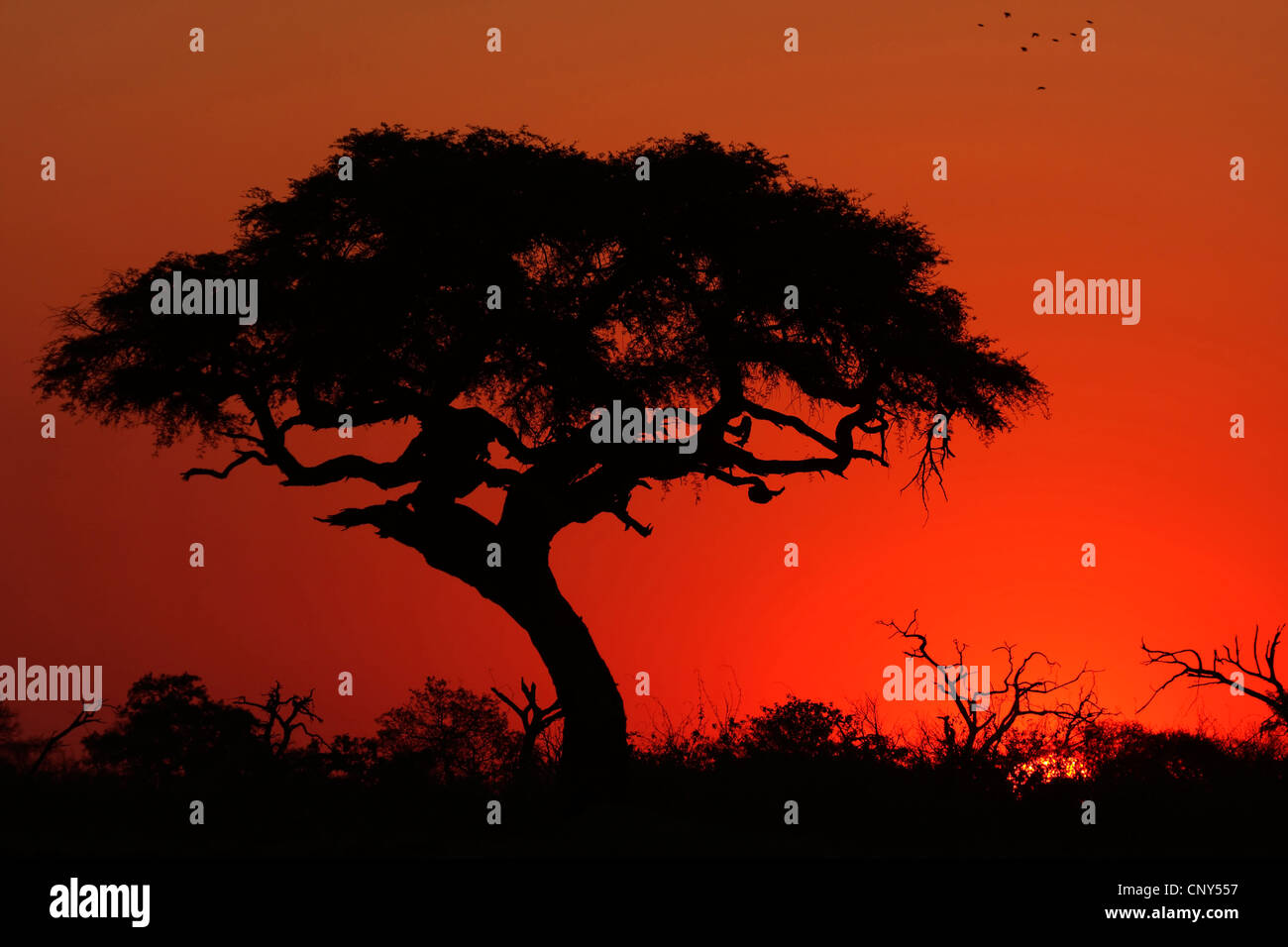 Camel thorn tree silhouette in hi-res stock photography and images - Alamy
