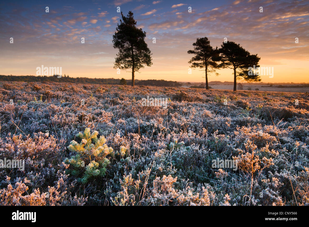 Frost Covered Heathland In The New Forest National Park, Hampshire ...