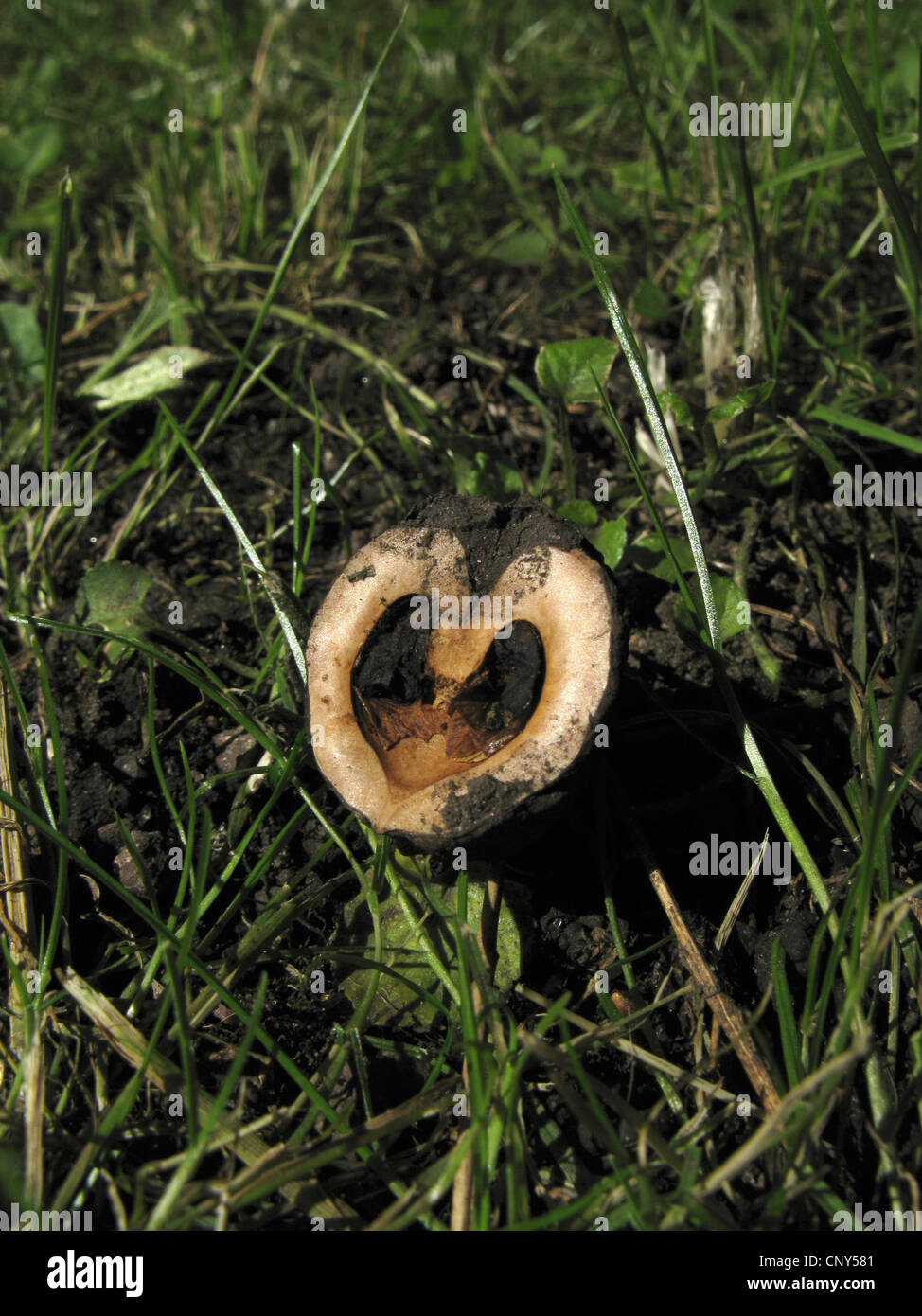 Texas Walnut, Little Black Walnut (Juglans microcarpa), half of heartshaped nutshell in lying on the ground Stock Photo