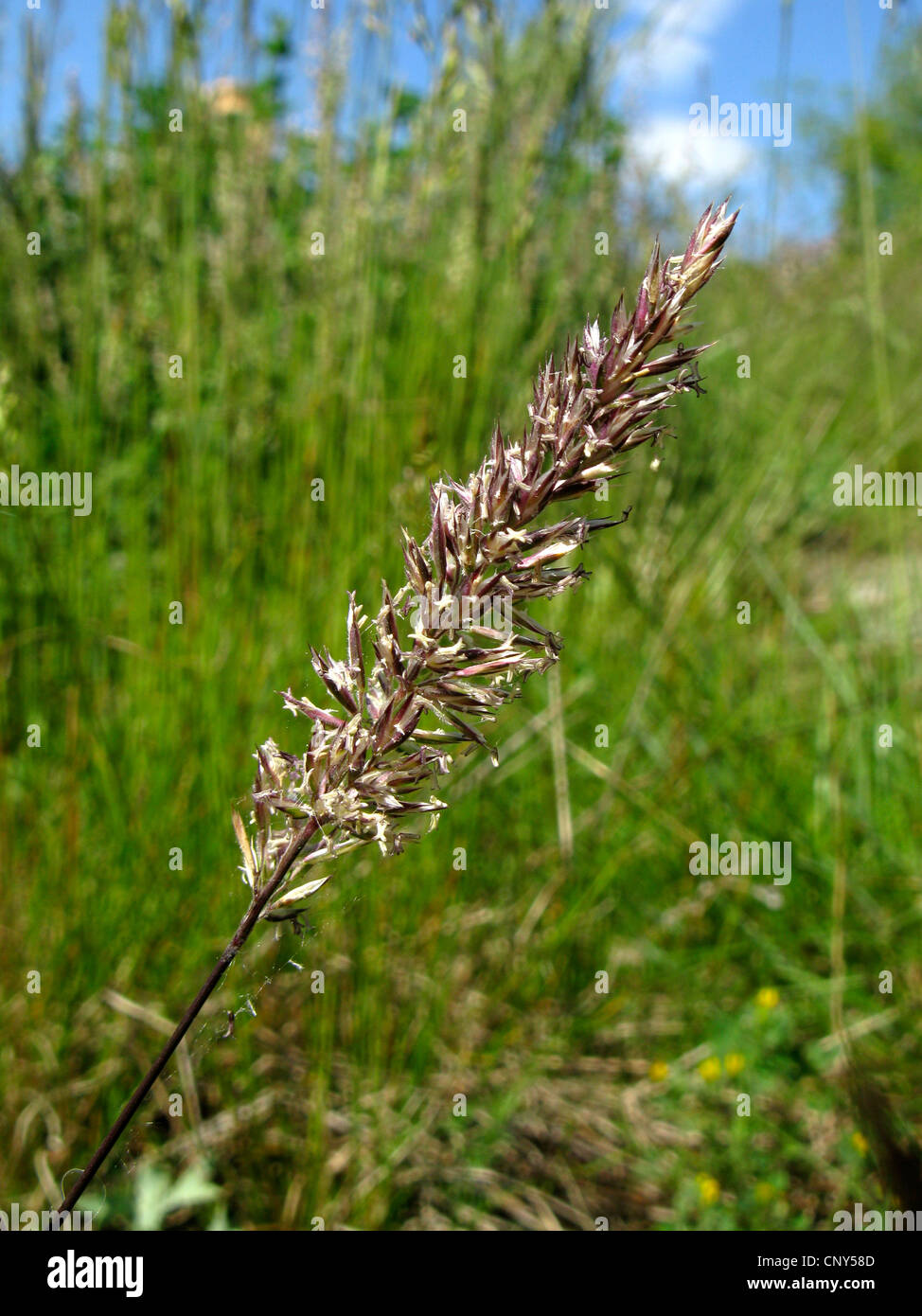 crested hair-grass, Prairie June grass (Koeleria macrantha), inflorescence, Germany, Thuringia Stock Photo