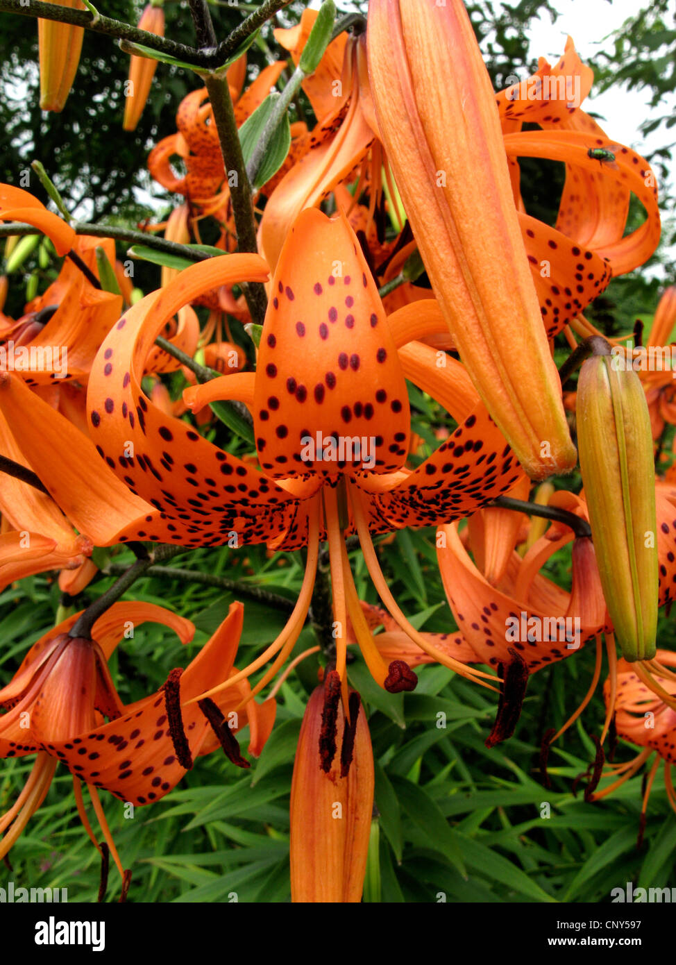 Lance-leaf tiger lily, Tiger lily (Lilium lancifolium, Lilium tigridum), flower Stock Photo