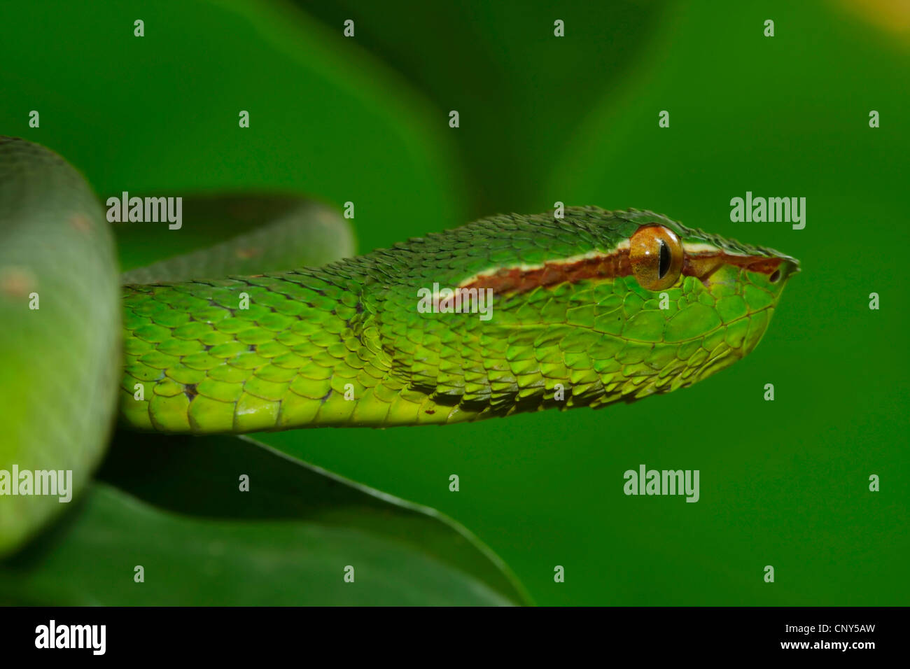 waglers pit viper (Tropidolaemus wagleri), side portrait in a tree in ...