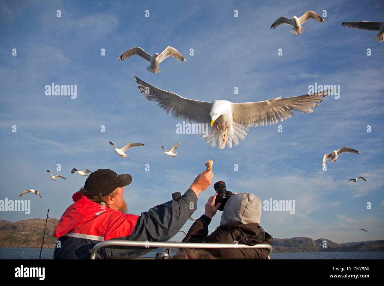 herring gull (Larus argentatus), taking bread from man's hand during