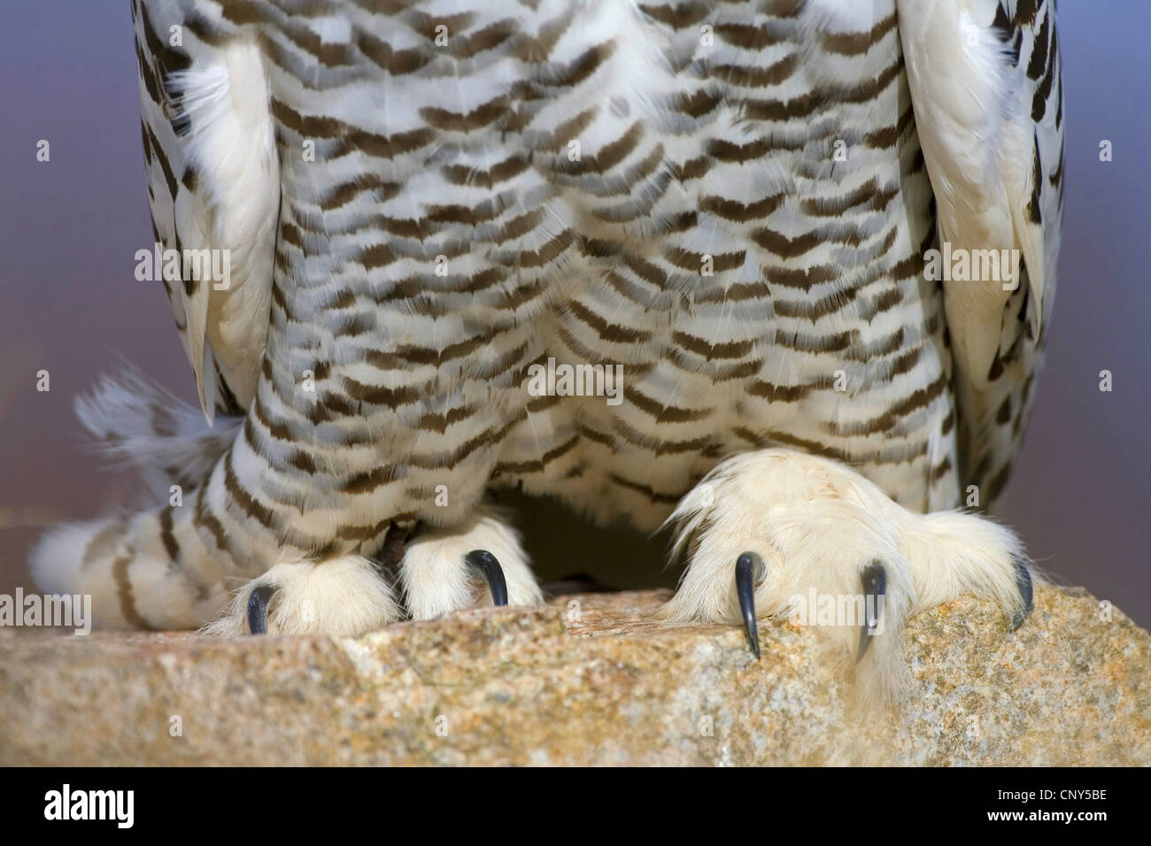 Snowy Owl (Strix scandiaca, Nyctea scandiaca, Bubo scandiacus), close up of feet and talons, United Kingdom, Scotland, Cairngorms National Park Stock Photo