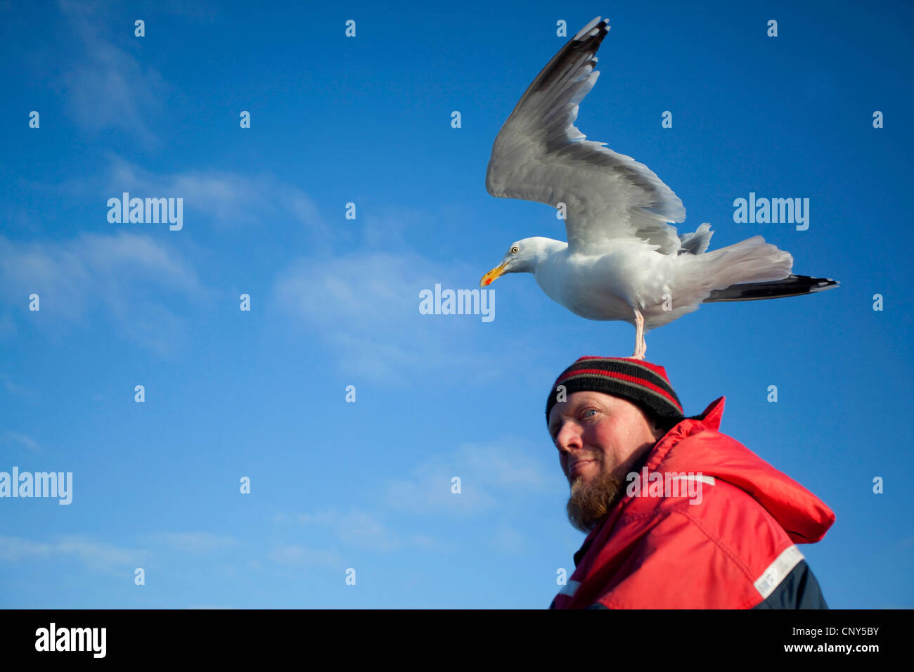 herring gull (Larus argentatus), landing on man's head, habituated to being fed , Norway, Flatanger Stock Photo