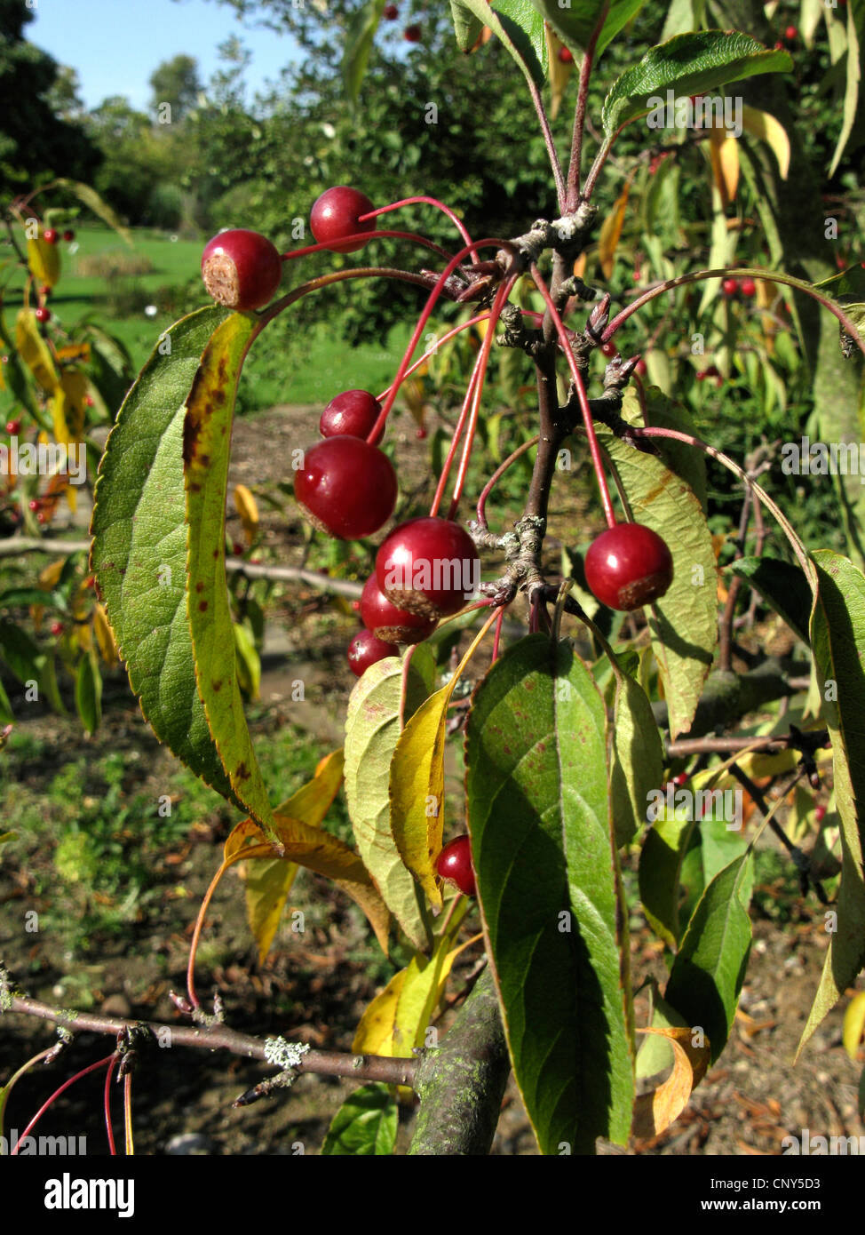Toringo Crab-Apple, Toringo Crab apple (Malus sieboldii, Malus x zumi, Malus zumi), branch with fruits Stock Photo