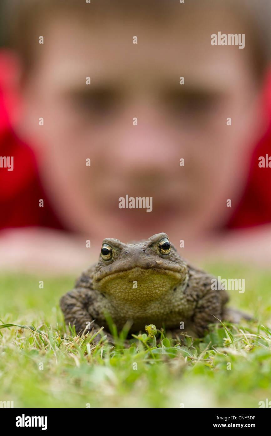 European common toad (Bufo bufo), Toad in garden with young boy looking on, United Kingdom, Scotland Stock Photo