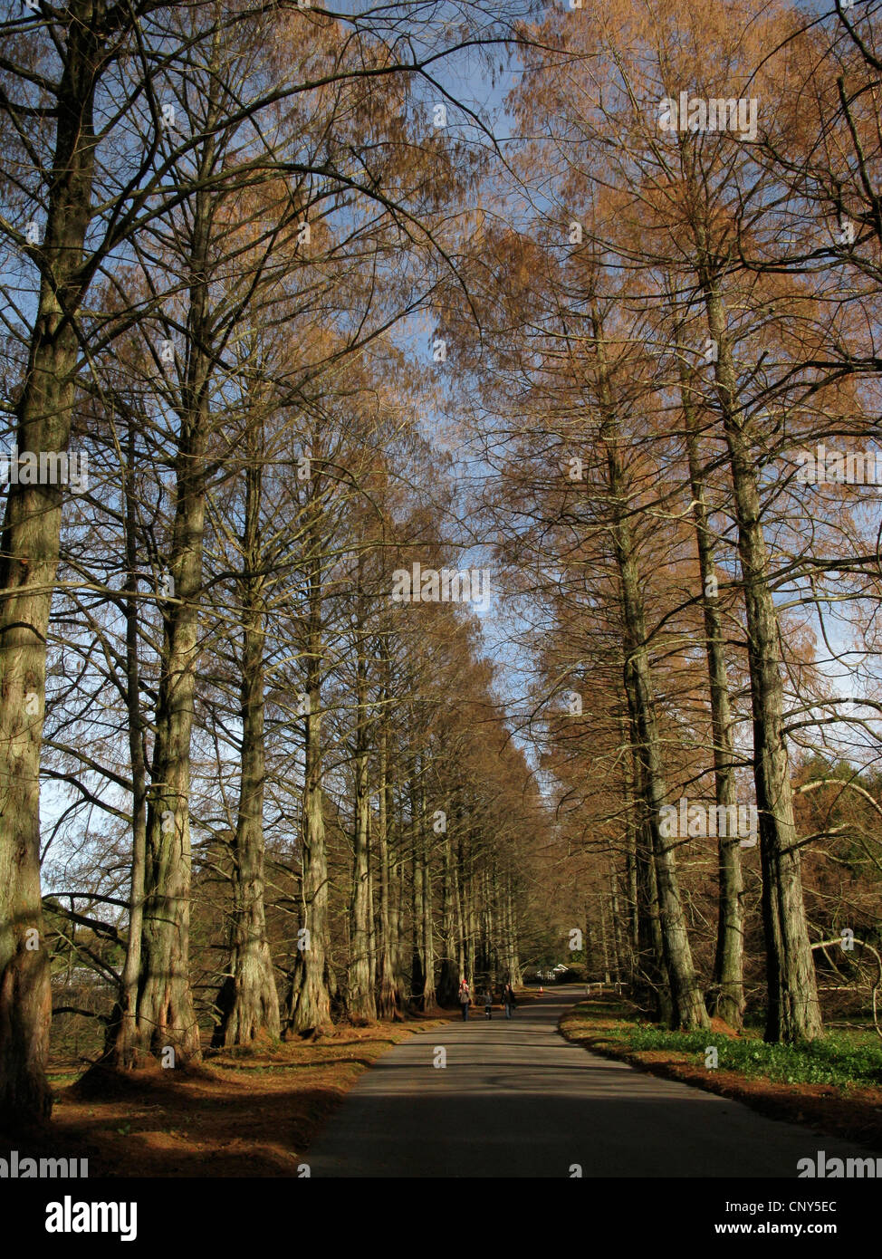 metasequoia glyptostroboides winter metasequoia glyptostroboides winter