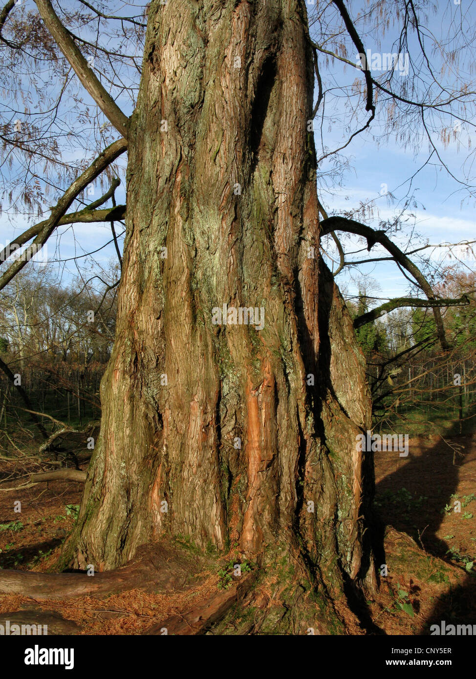 metasequoia glyptostroboides winter metasequoia glyptostroboides winter