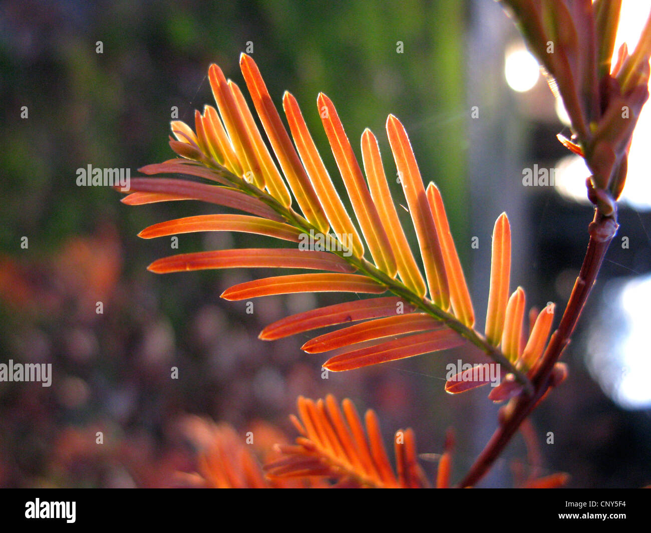 dawn redwood (Metasequoia glyptostroboides), short shoot in autumn Stock Photo