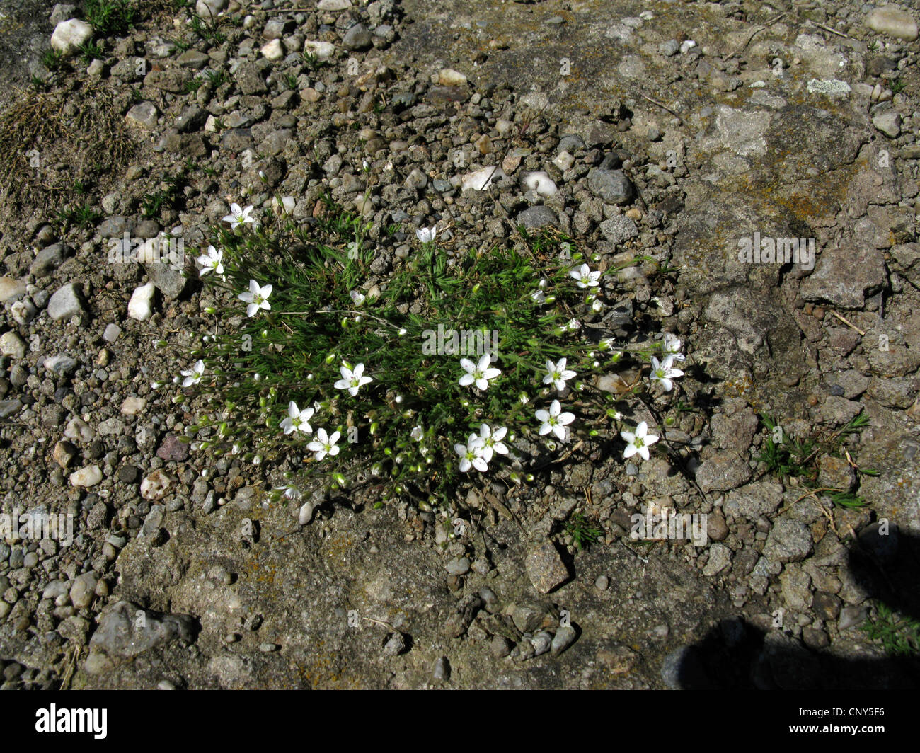 Spring sandwort (Minuartia verna ssp. hercynica), blooming, Germany, Thuringia, NSG Bottendorfer Huegel Stock Photo
