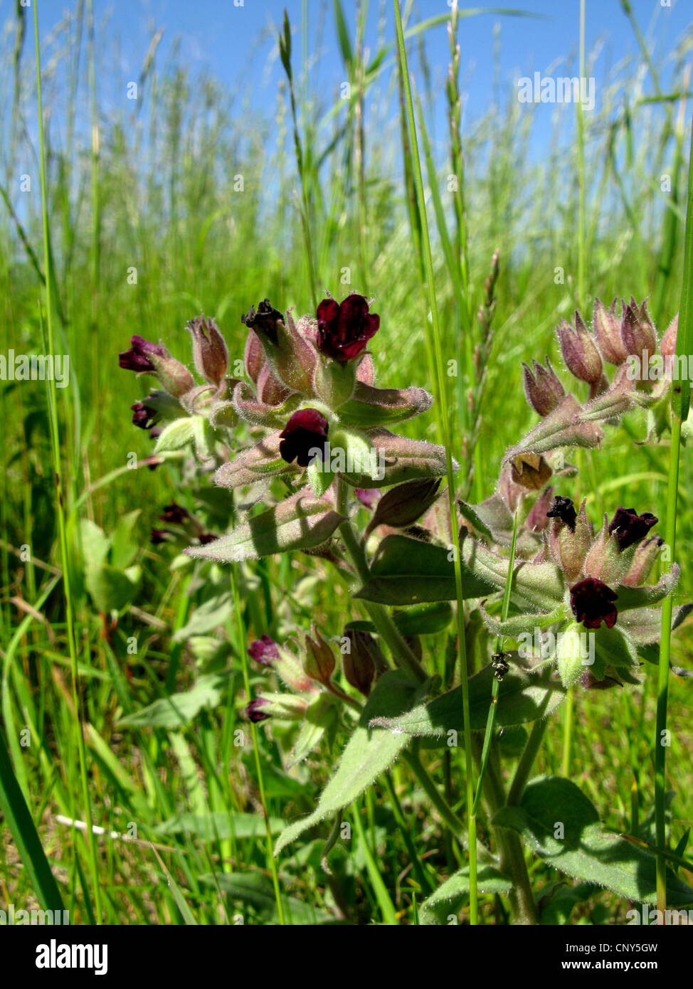 brown nonea (Nonea pulla), blooming, Germany, Thueringen Stock Photo
