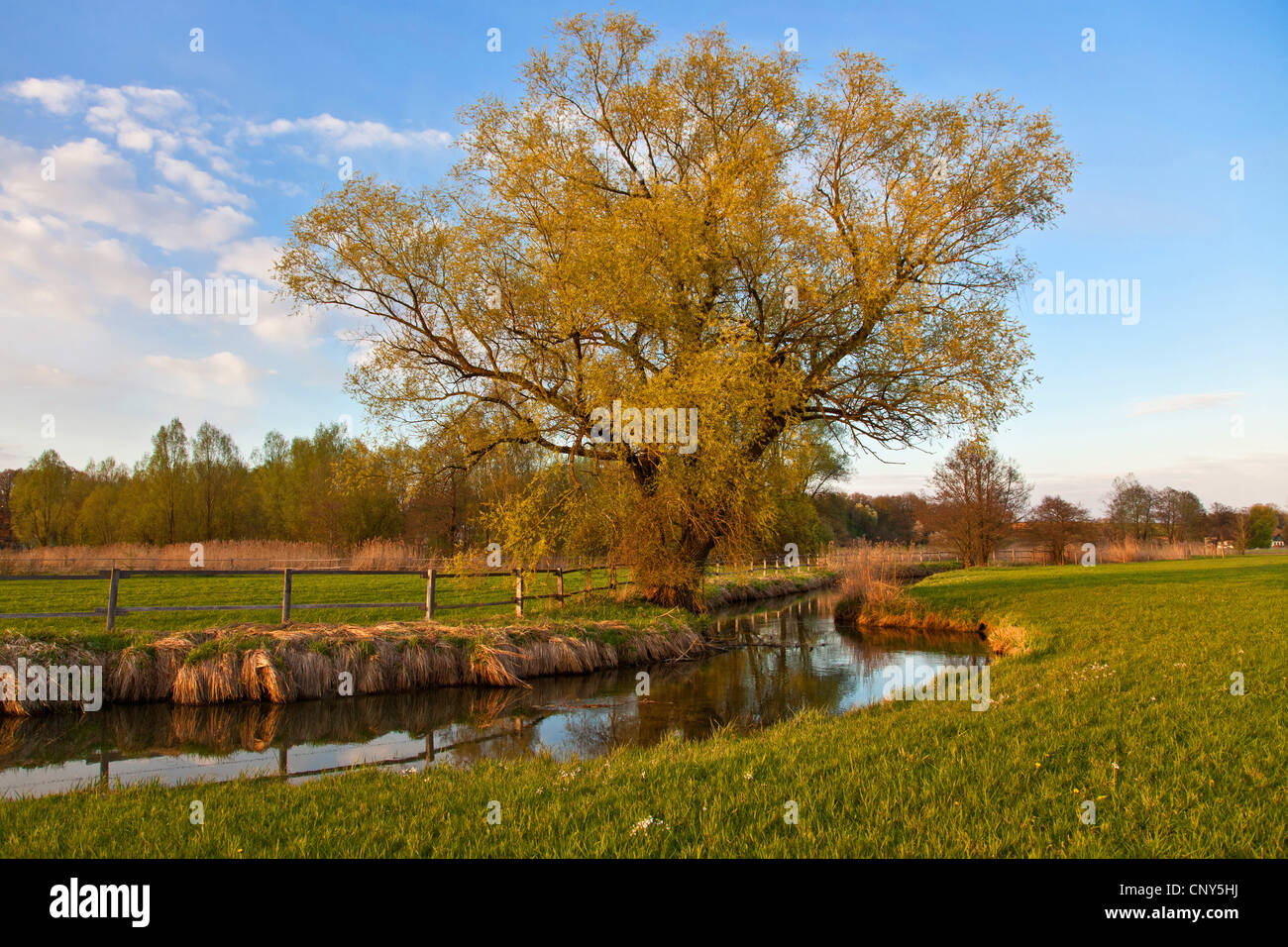 White willow (Salix alba), at a river in spring, Germany, Bavaria, Isental Stock Photo