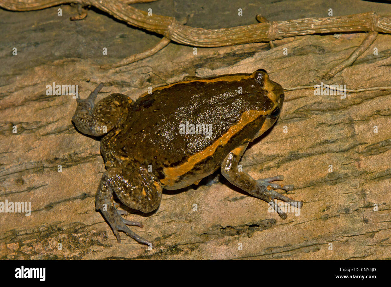 chubby frog, Asian painted frog (Kaloula pulchra), sitting on a tree trunk, Thailand, Phuket