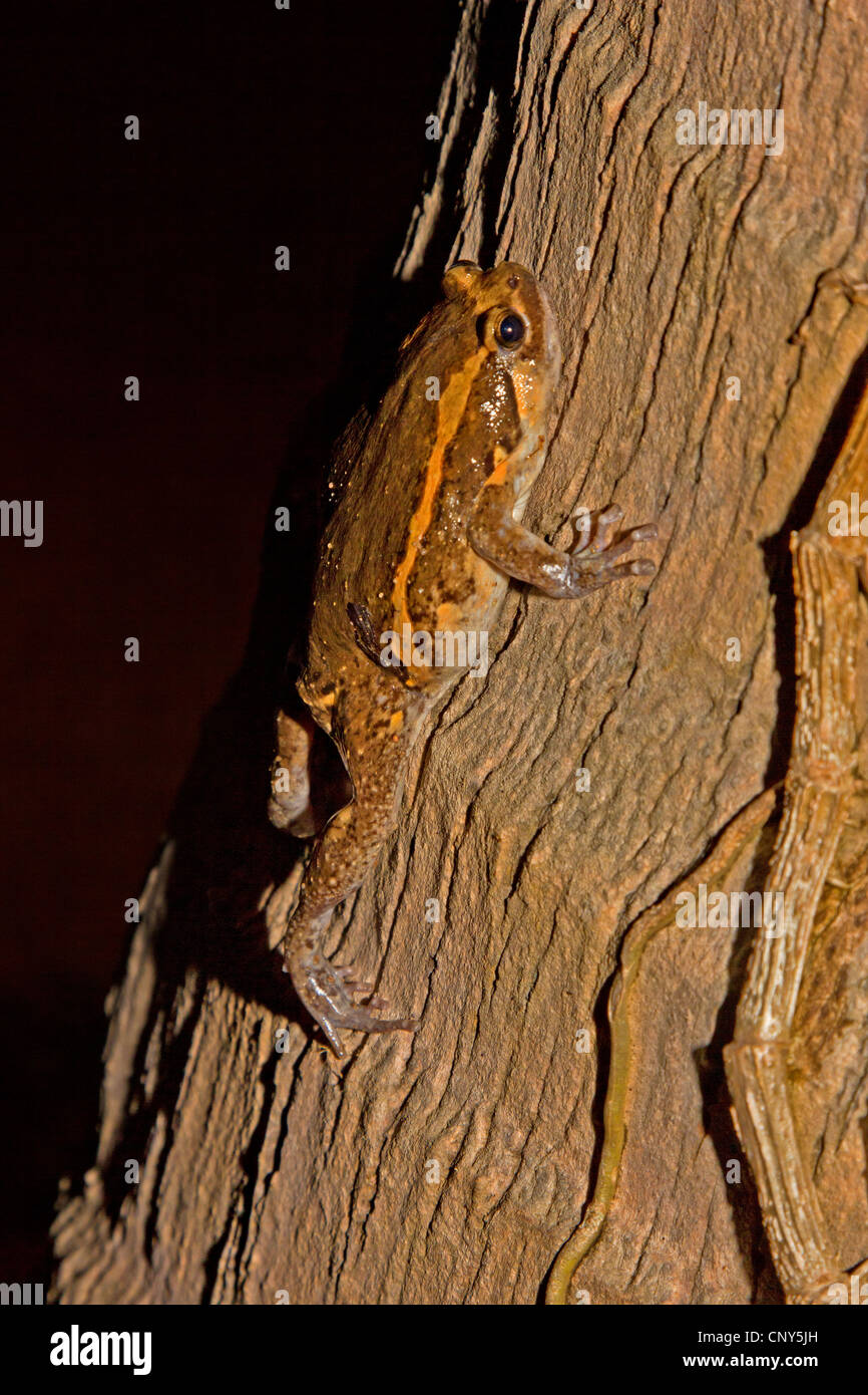 chubby frog, Asian painted frog (Kaloula pulchra), climbing on a tree