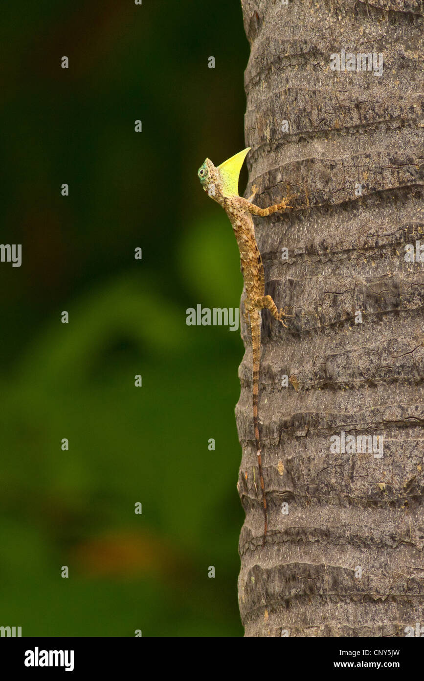 flying dragons, flying lizards (Draco spec.), sitting at a palm trunk , Thailand, Phuket Stock Photo