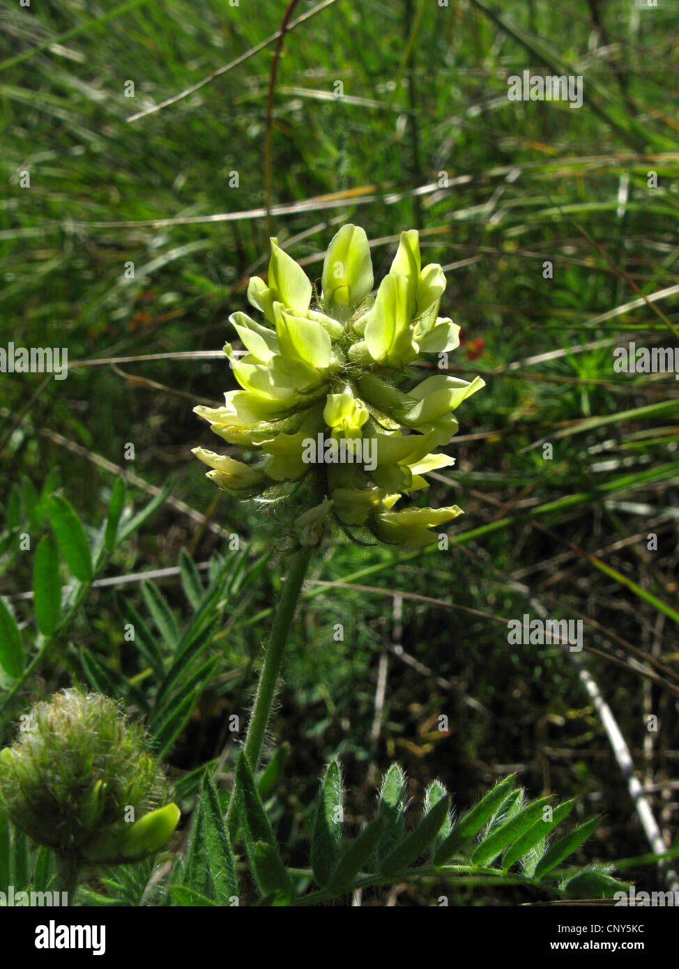 Hudson Bay oxytrope (Oxytropis pilosa), blooming, Germany, Thuringia Stock Photo