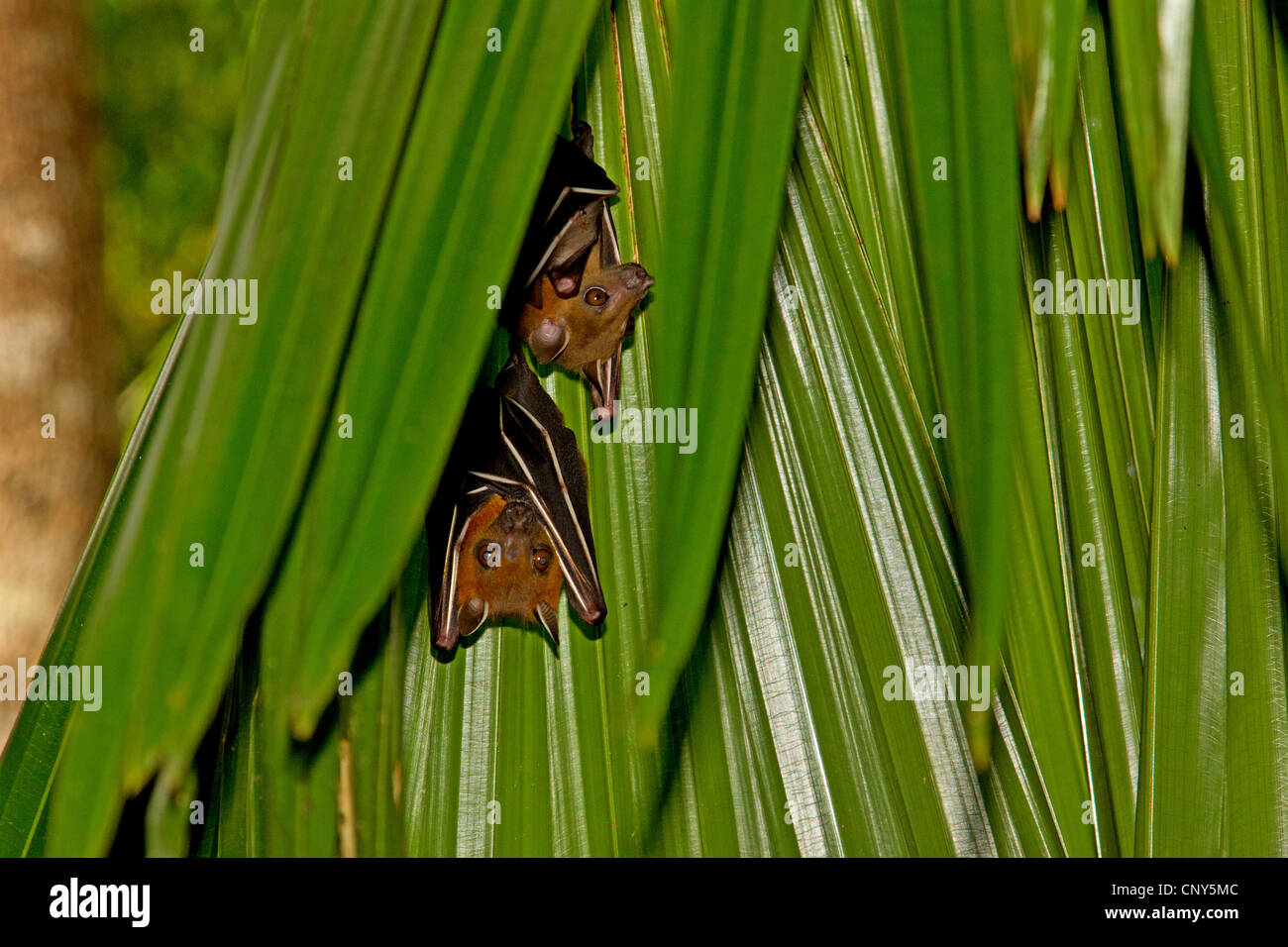 Common shortnosed fruit bat (Cynopterus brachyotis), hanging under an