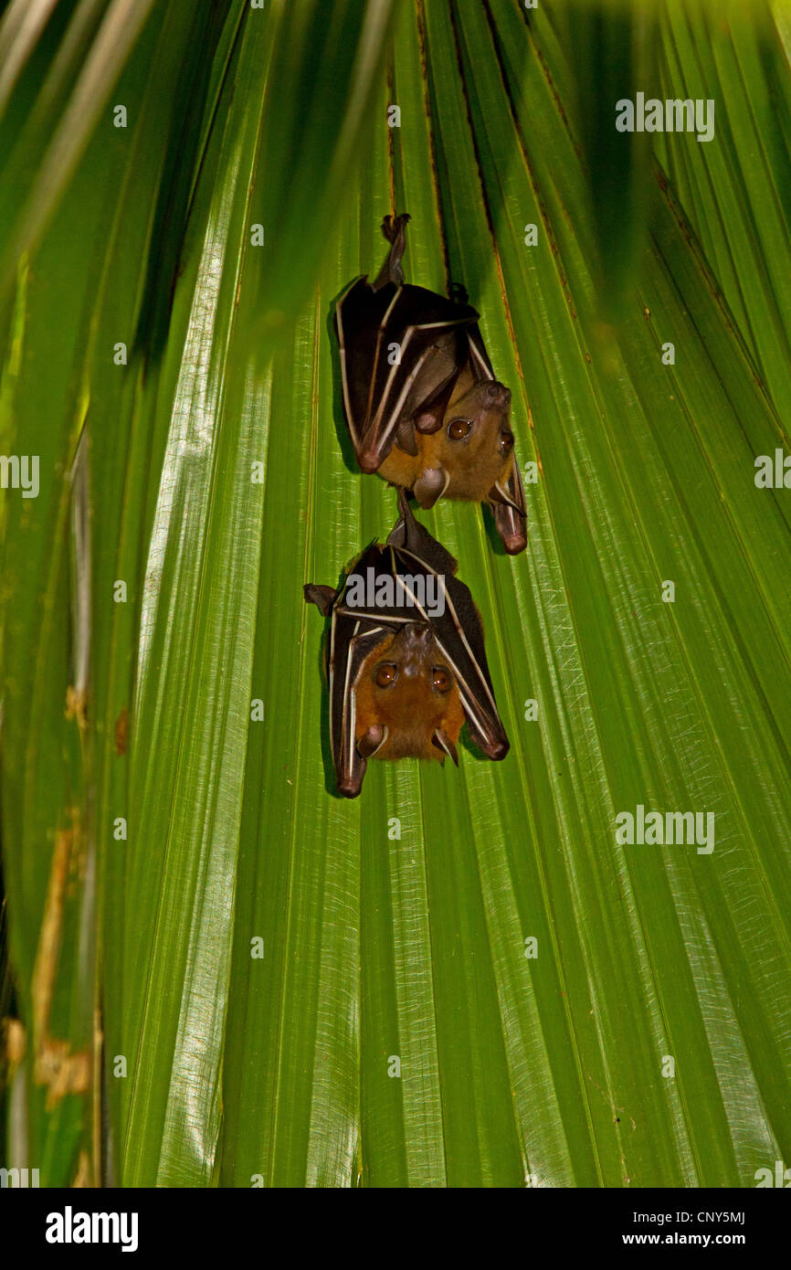 Bat bats animal asia asian hires stock photography and images Alamy