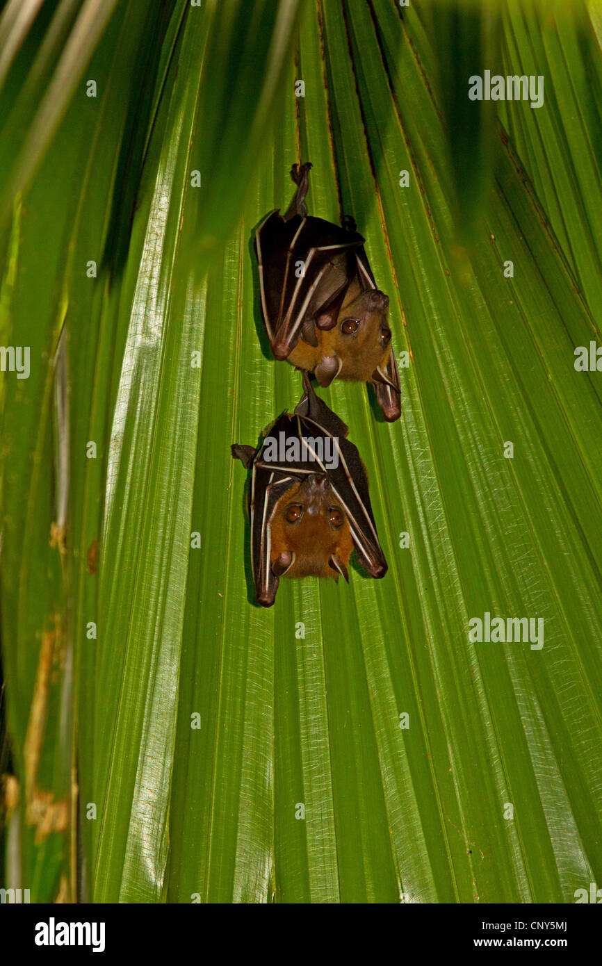 Common short-nosed fruit bat (Cynopterus brachyotis), male and female hanging under an palm frond, Thailand, Phuket Stock Photo